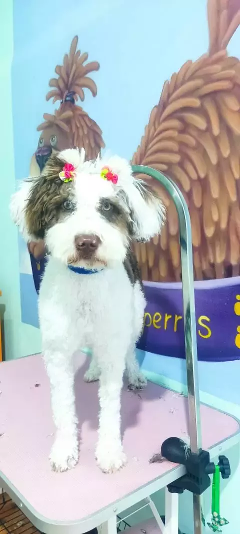 Irene Flores Peluquería Canina