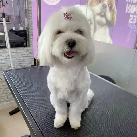 Pompones Peluquería Canina