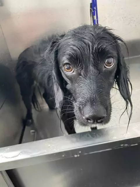 Mascotitas peluquería a domicilio y Educación Canina