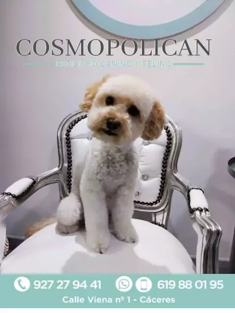 Cosmopolican Peluquería Canina