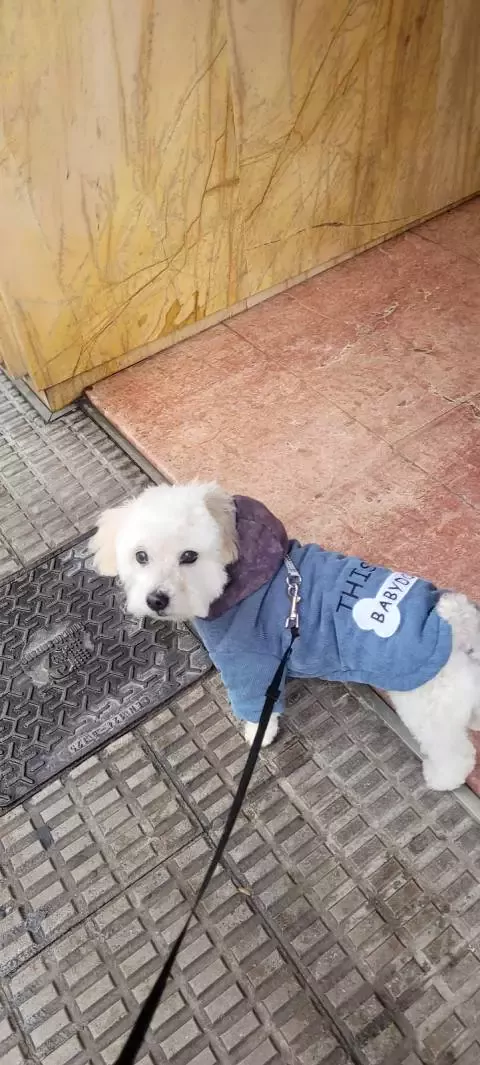 Más que Mascotas Peluquería Canina