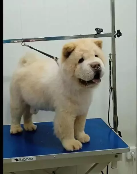 Peluquería de Mascotas Simba