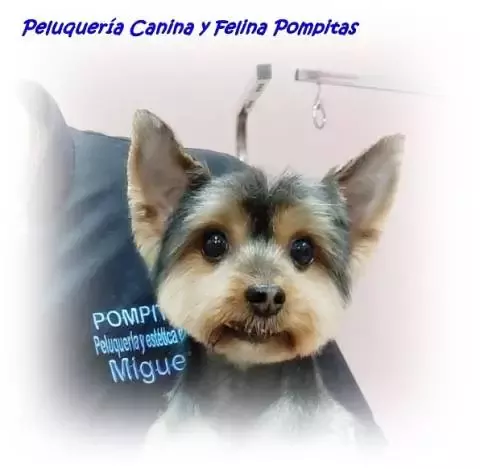 Peluquería Canina Felina Pompitas