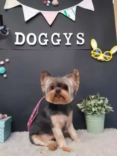 Doggys Peluquería canina